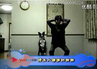 经典 狗狗搞笑集锦