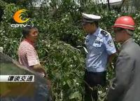  马路上“移动森林” 遭来市民齐声指责